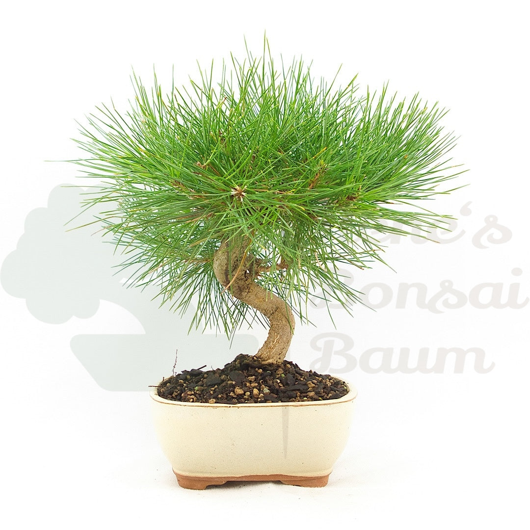 Japanische Schwarzkiefer 'Pinus thunbergii'